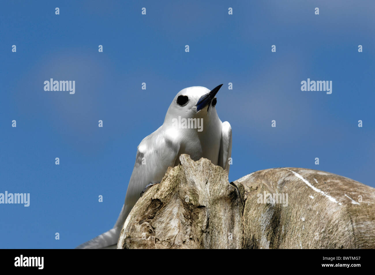 White tern Gygis alba seduto su di una roccia su Bird Island, Seicelle Foto Stock