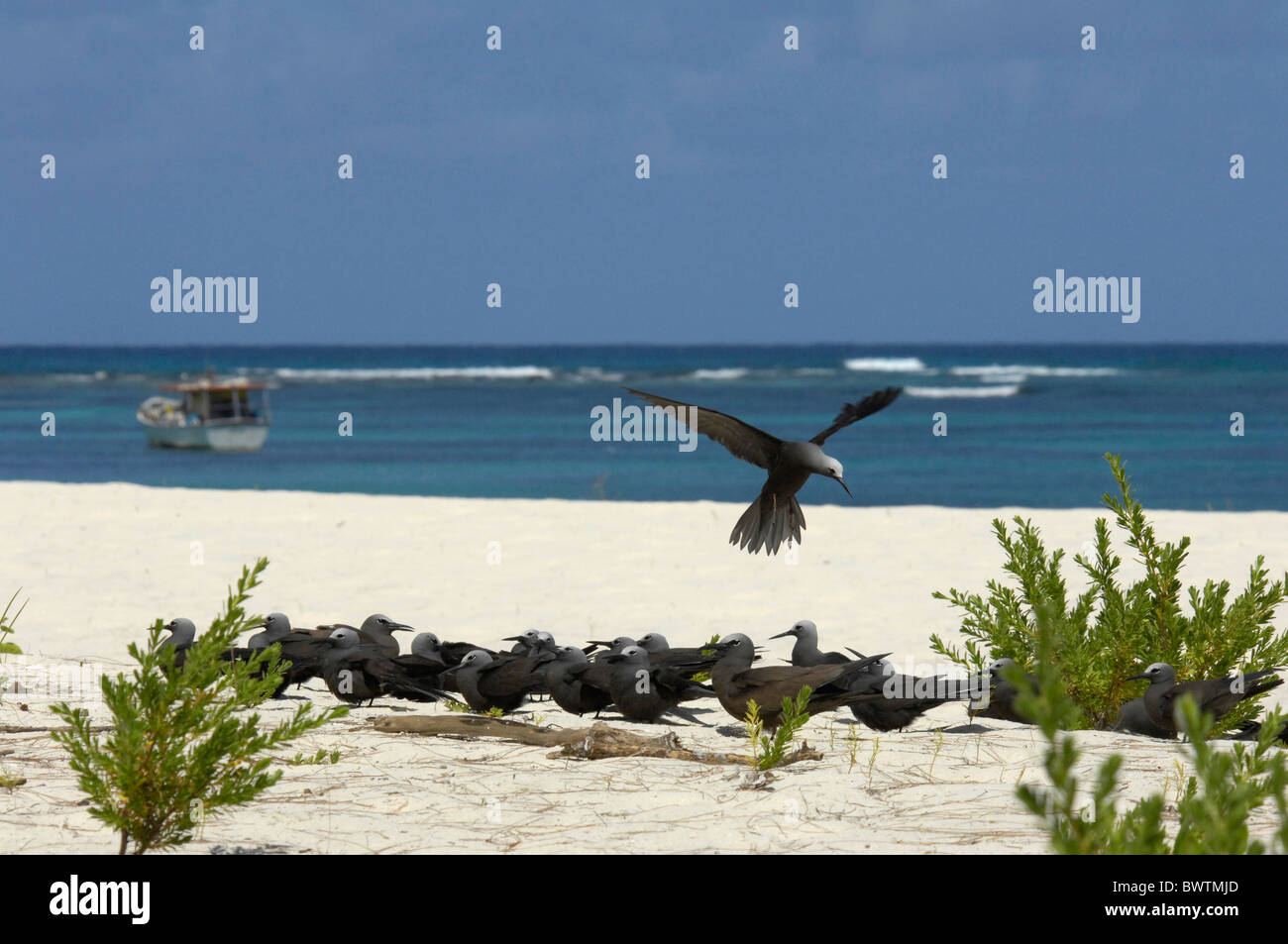 Gregge di Lesser noddy Anous tenuirostris su una spiaggia a Bird Island, Seicelle Foto Stock