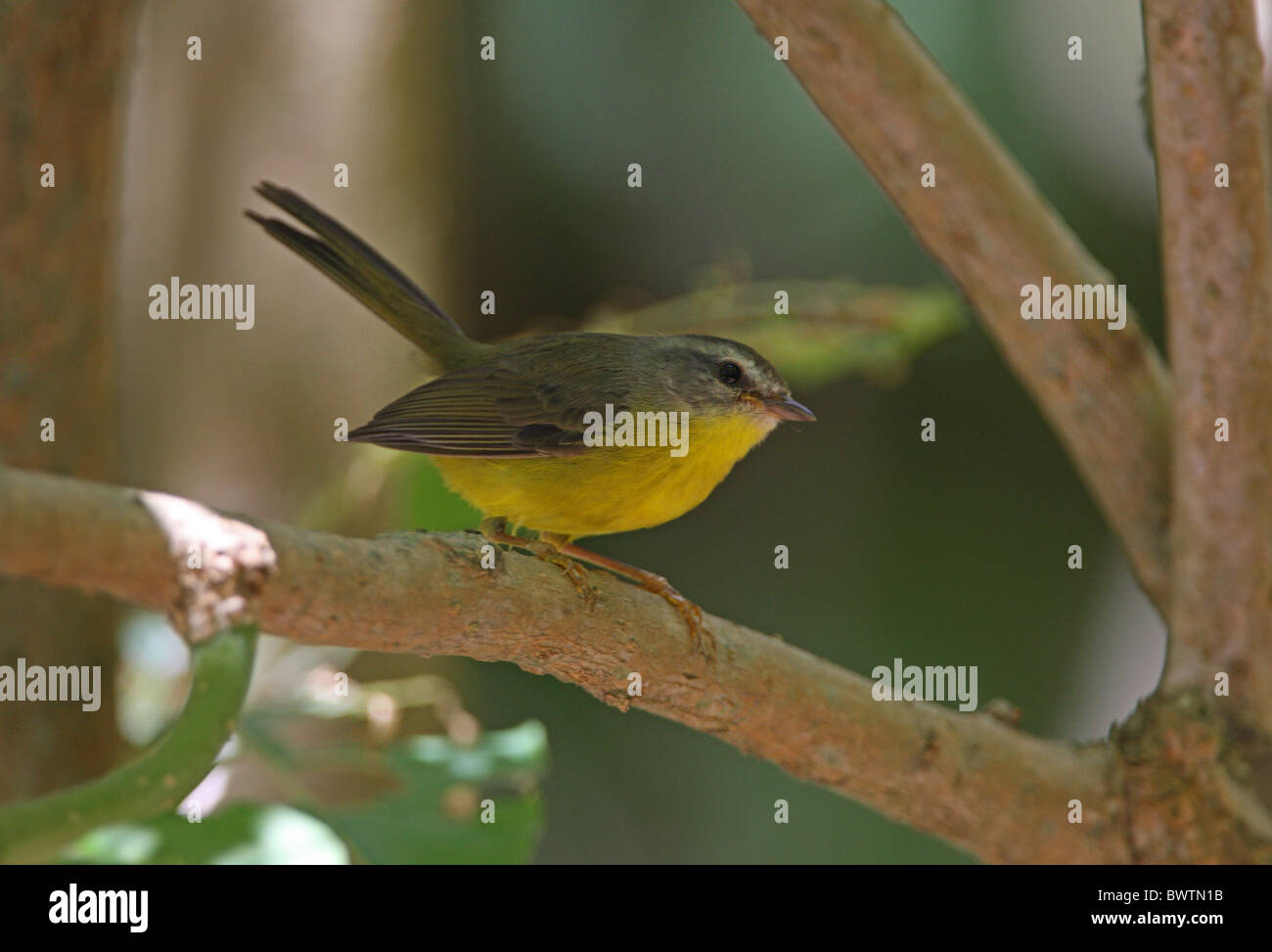 Golden-incoronato trillo (griseiceps culicivorus) maschio adulto, appollaiato sul ramo, Provincia di Buenos Aires, Argentina, gennaio Foto Stock