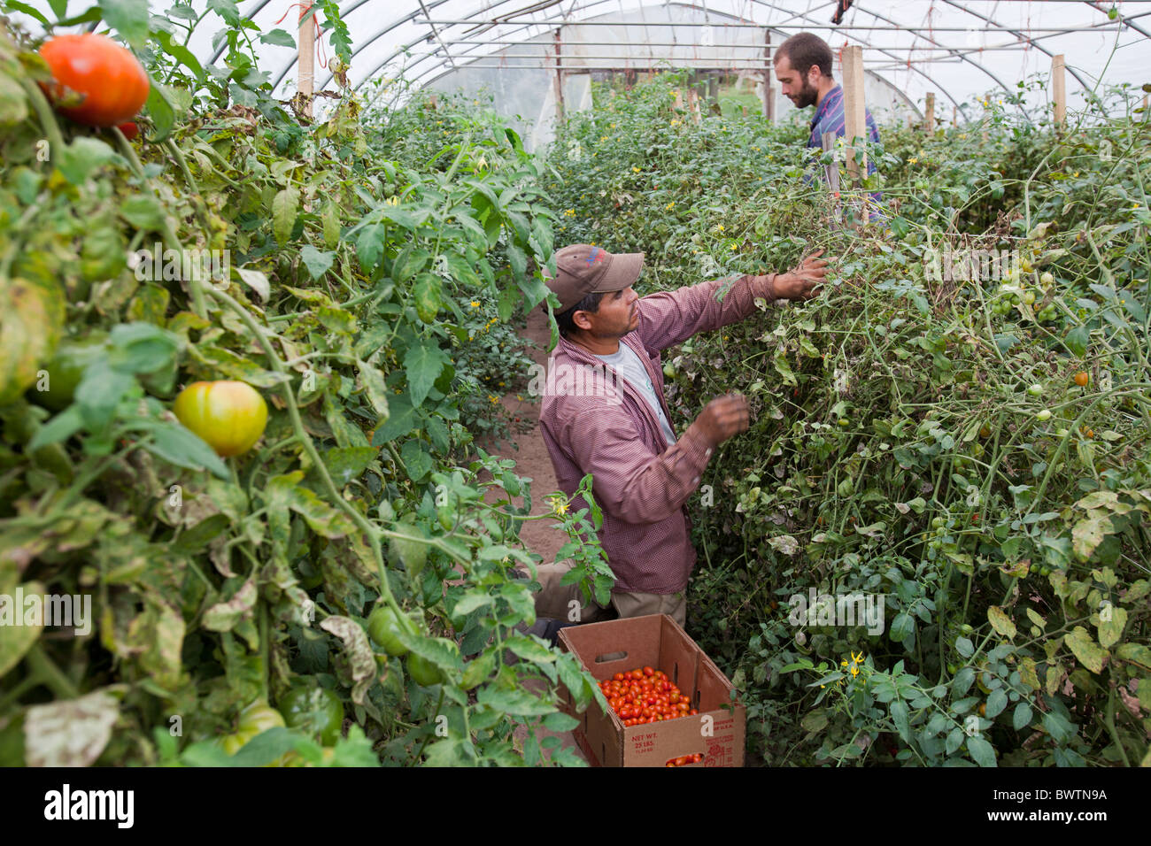 Lavoratore a Azienda Agricola Biologica Foto Stock