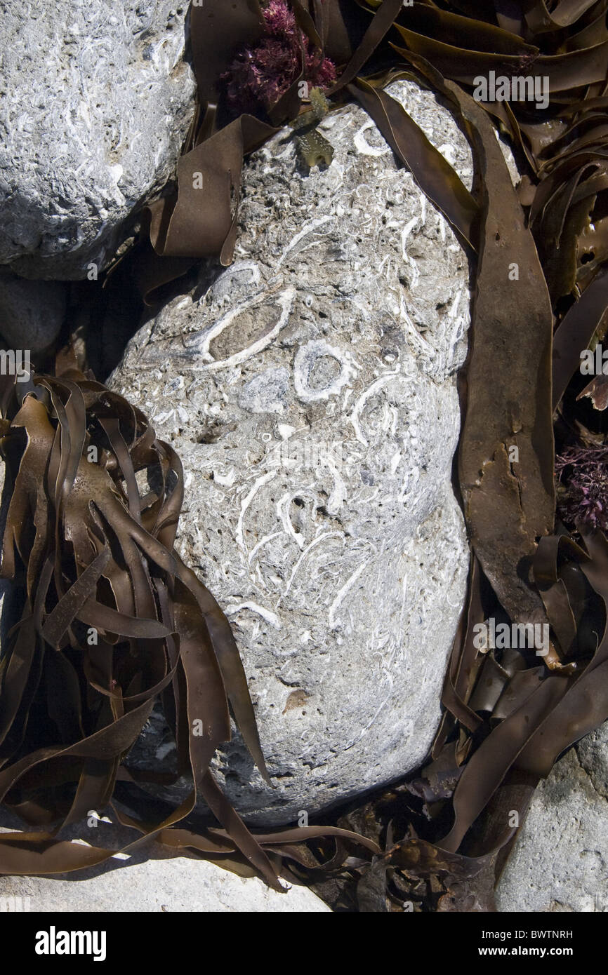 La gran bretagna british Inghilterra italiano europa europeo di combustibili fossili ostrica ostriche spiaggia spiagge Jurassic Coast sito patrimonio mondiale Foto Stock