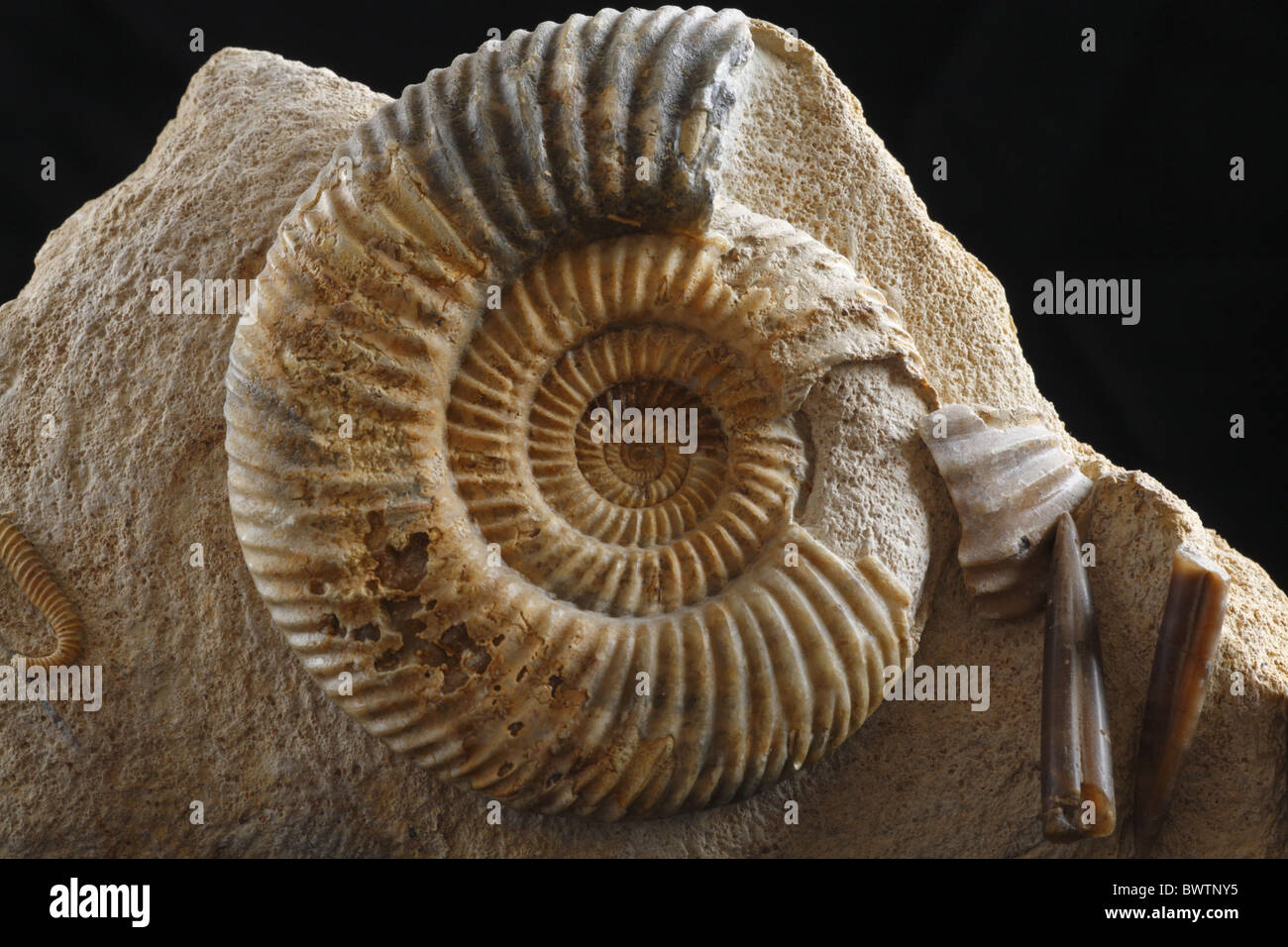 Combustibili fossili di ammonita jurassic Inghilterra inglese Parkinsonia conchiglia dei molluschi invertebrati fossilizzazione rock europeo in europa Foto Stock