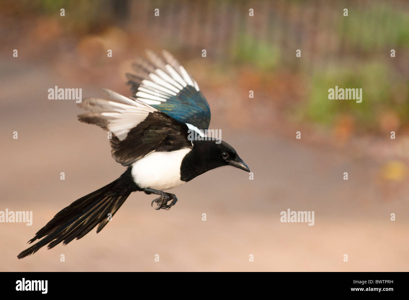 Gazza europea in volo, REGNO UNITO Foto Stock