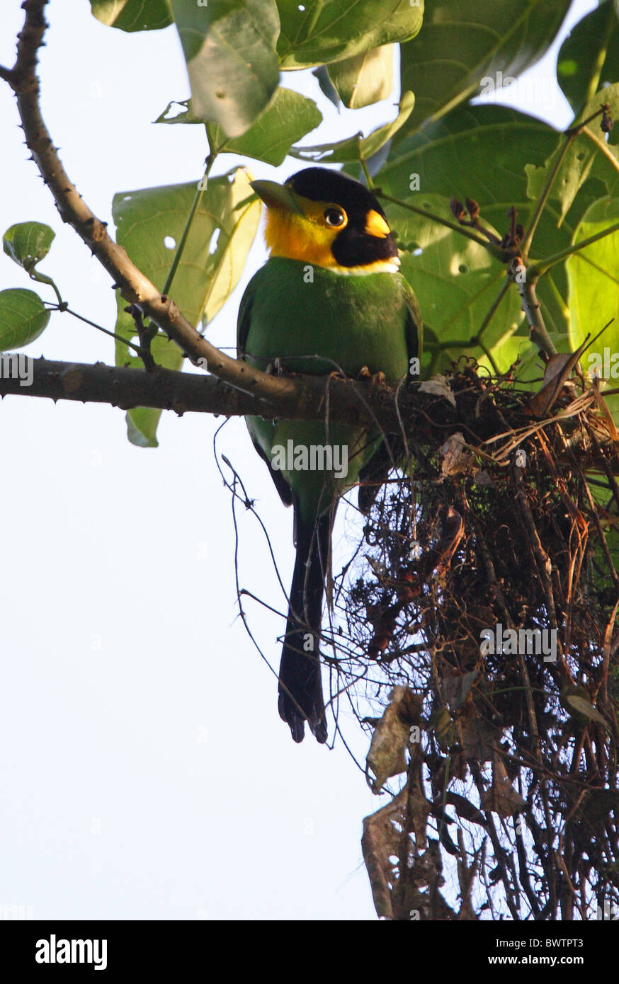 Long-tailed Broadbill (Psarisomus dalhousiae borneensis) adulto, iniziando a costruire il nido, Crocker Range N.P., Sabah Borneo, Malaysia, gennaio Foto Stock