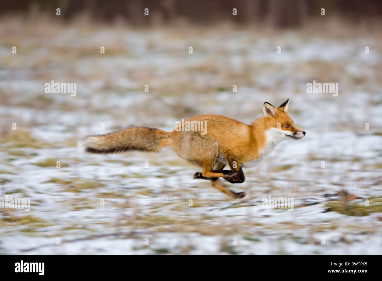 Gli animali mammiferi volpe volpi volpe rossa la volpe rossa inverno meteo neve snowy Vulpes vulpes vulpes eseguire la velocità di esecuzione veloce Gennaio Foto Stock