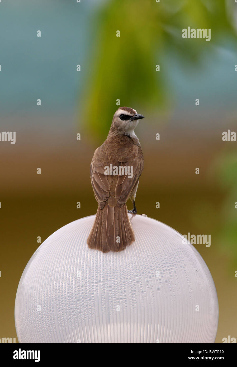 Giallo-sfiatato Bulbul (Pycnonotus goiavier gourdini) adulto, appollaiato su hotel light, Sabah Borneo, Malaysia, gennaio Foto Stock