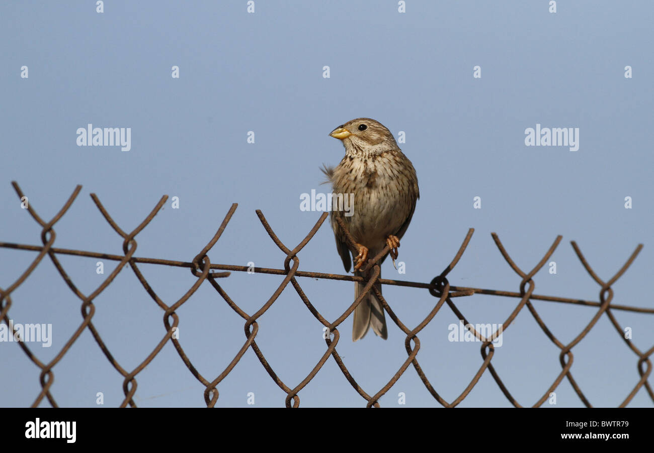 Corn Bunting (Miliaria calandra) adulto, appollaiato su rusty rete metallica recinzione, Lesbo, Grecia, può Foto Stock