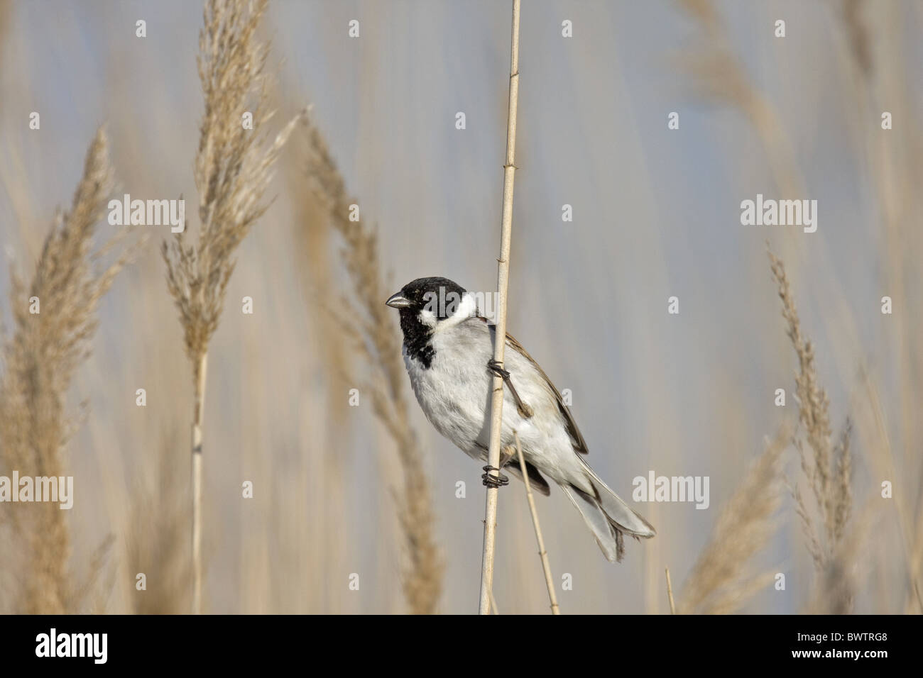 Lo spagnolo Reed Bunting (Emberiza schoeniclus lusitanica) in pericolo critico della sottospecie maschio adulto, appollaiato sulla canna, Spagna Foto Stock