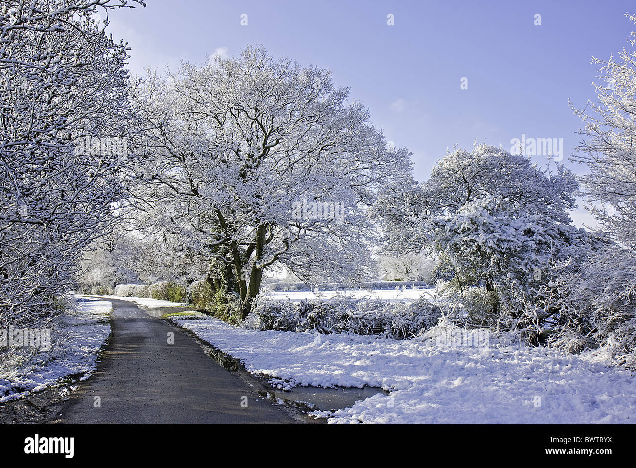 Warwickshire colore freddo congelamento ice paesaggi neve nevicata alberi uk bianco inverno Farnia oak Quercus Foto Stock