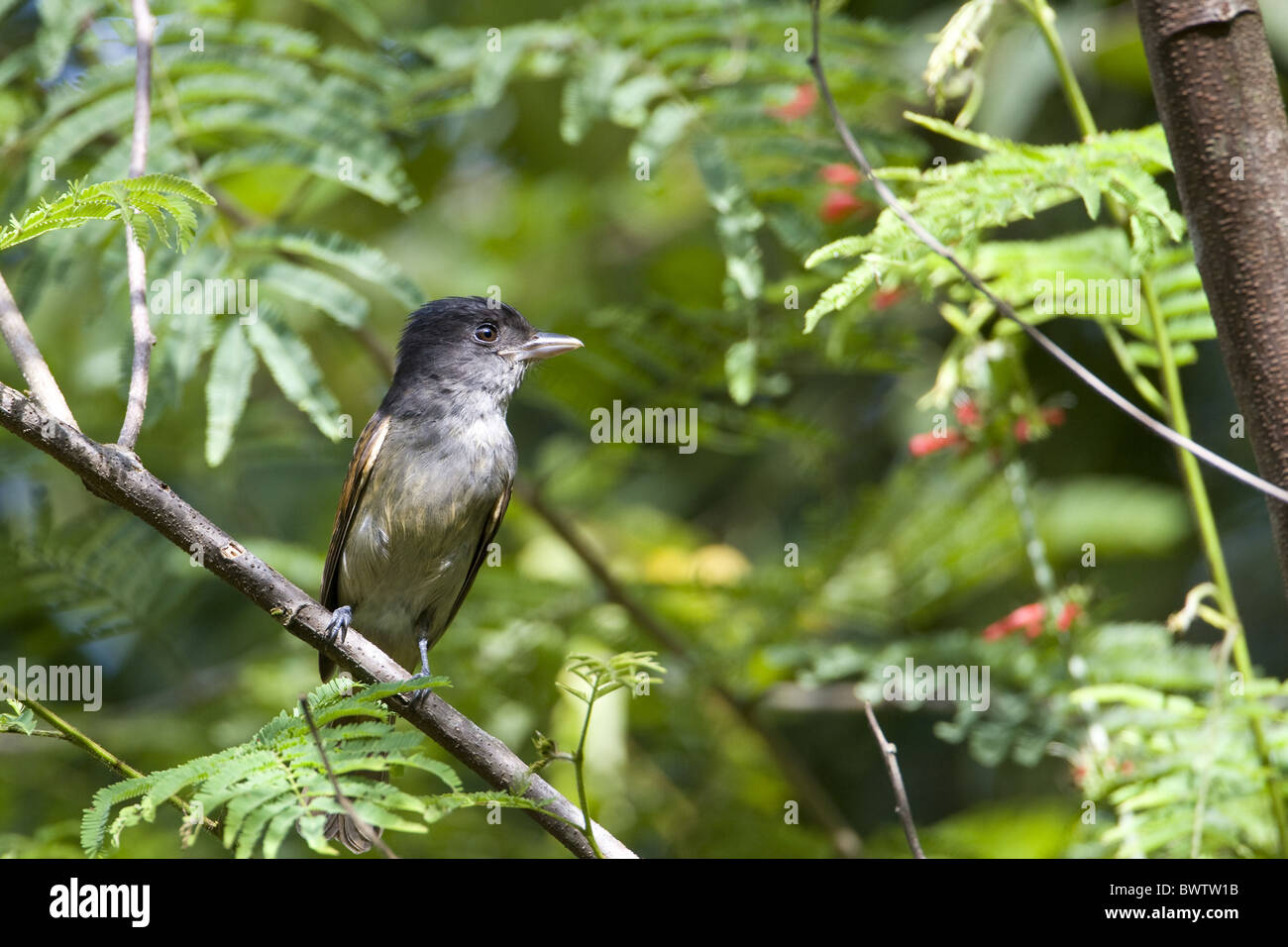 Grigio-collare (Becard Pachyramphus major) adulto, appollaiato su ramoscello nella foresta vergine, Cayo District, Belize Foto Stock