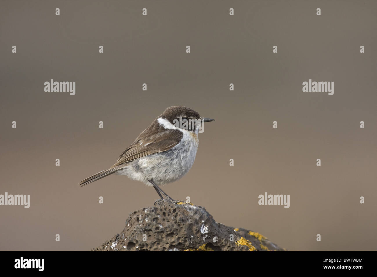 Isole Canarie Chat (Saxicola dacotiae) maschio adulto, in piedi sulla roccia, Fuerteventura, Isole Canarie Foto Stock