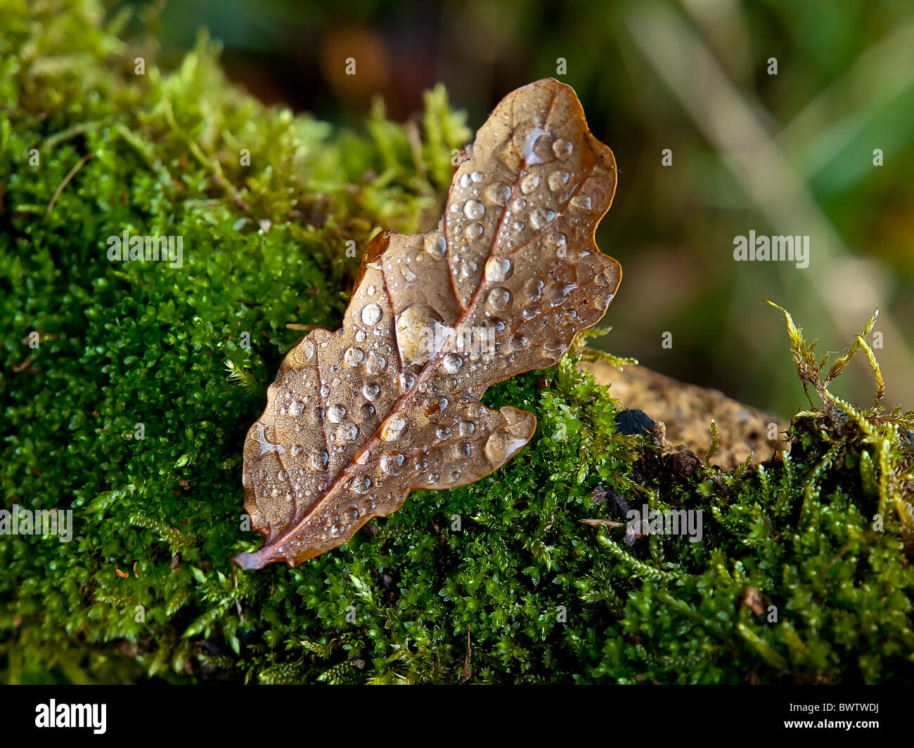 Foglie di quercia con gocce di pioggia sul muschio Foto Stock