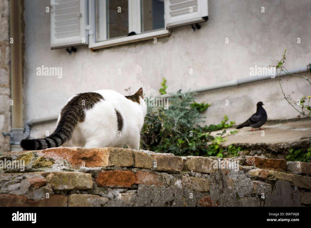 Un gatto stalking un piccione sulle pareti e sui tetti della Città Vecchia di Dubrovnik Foto Stock