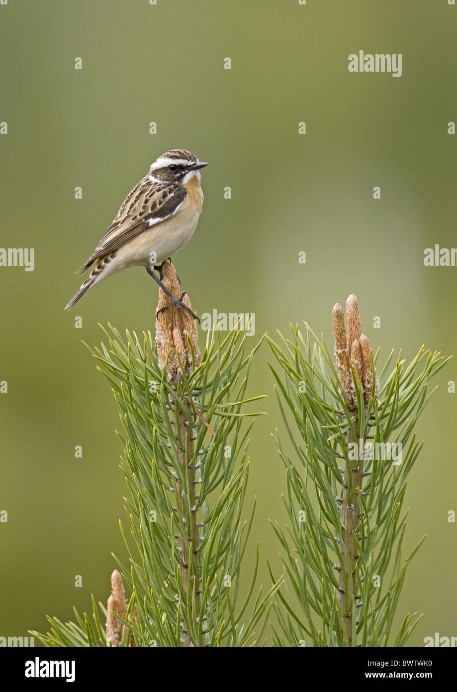 (Whinchat Saxicola rubetra) maschio adulto, arroccato su di pino silvestre (Pinus sylvestris) fiori, Finlandia, possono Foto Stock