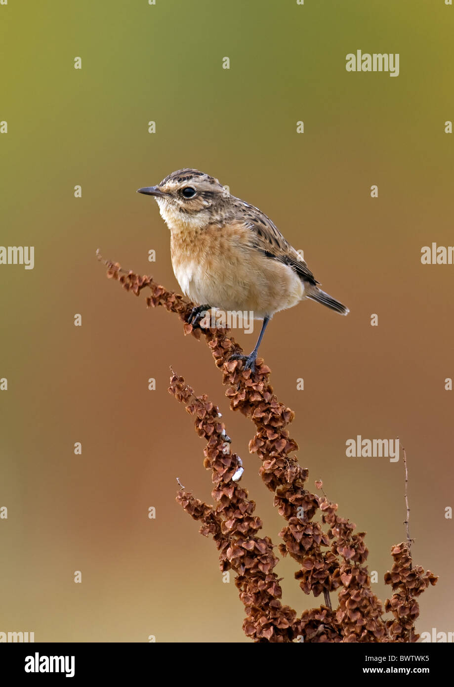 (Whinchat Saxicola rubetra) capretti, sulla migrazione autunnale, appollaiato sulla parte settentrionale di Dock (Rumex longifolius), Finlandia, settembre Foto Stock