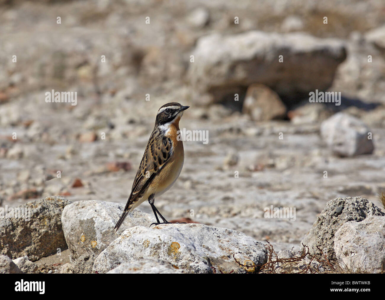 (Whinchat Saxicola rubetra) maschio adulto, Molla passaggio migrante, permanente sulla pietra in habitat aridi, Cipro, aprile Foto Stock