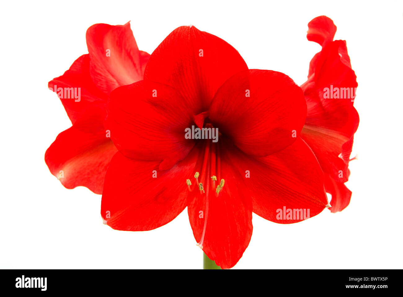 Red Amaryllis Hippeastrum, Foto Stock