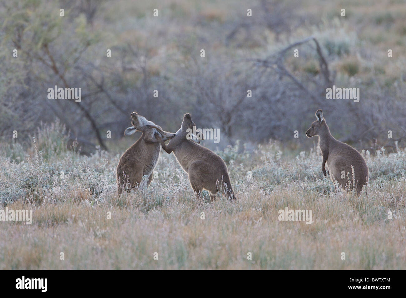 I canguri canguro marsupiale marsupiali macropods macropod "nero fronte kangaroo' australia australian australasia australasian Foto Stock