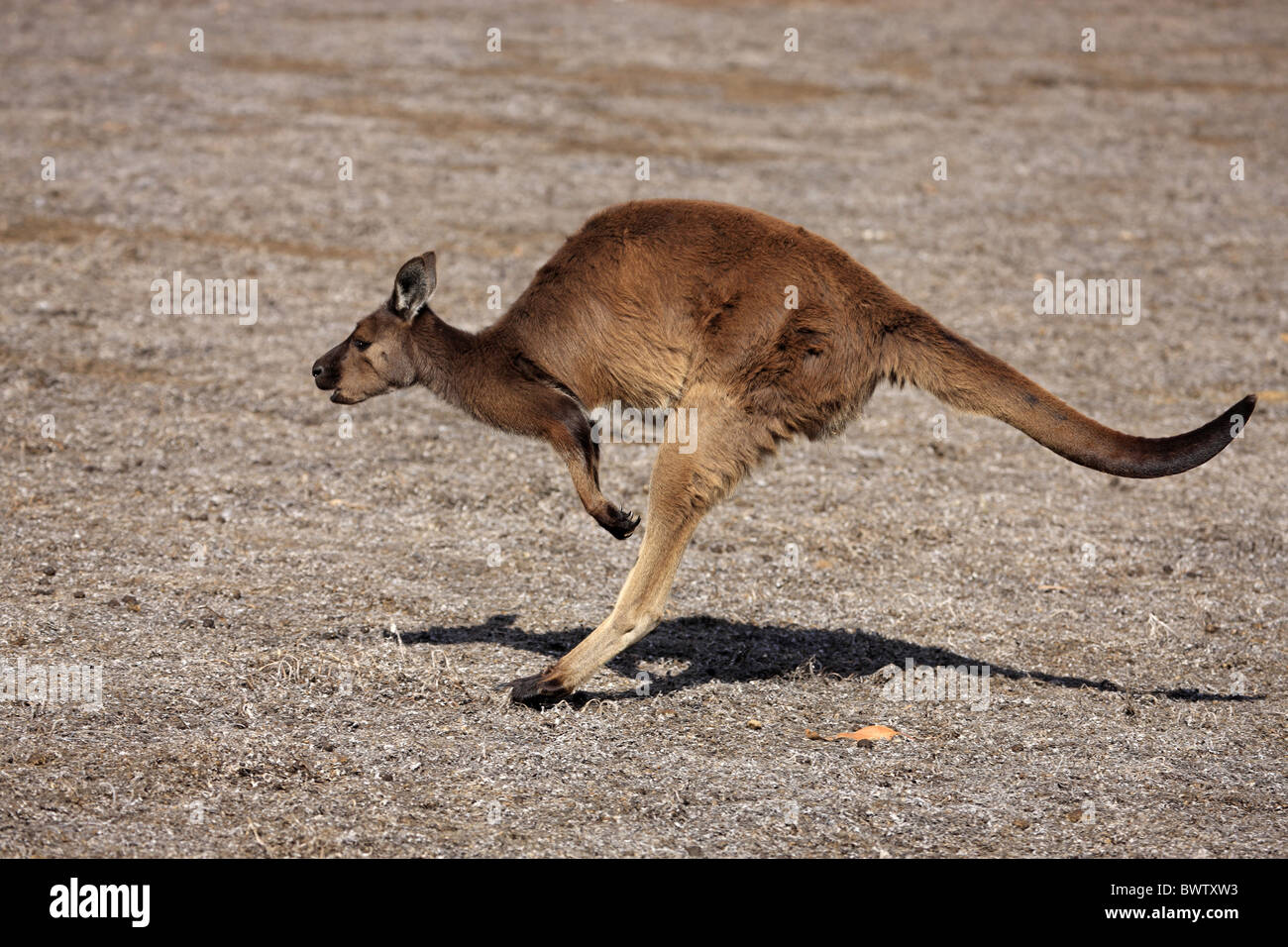 Springend - saltando i canguri canguro marsupiale marsupiali macropods macropod "nero fronte kangaroo' australia australian Foto Stock