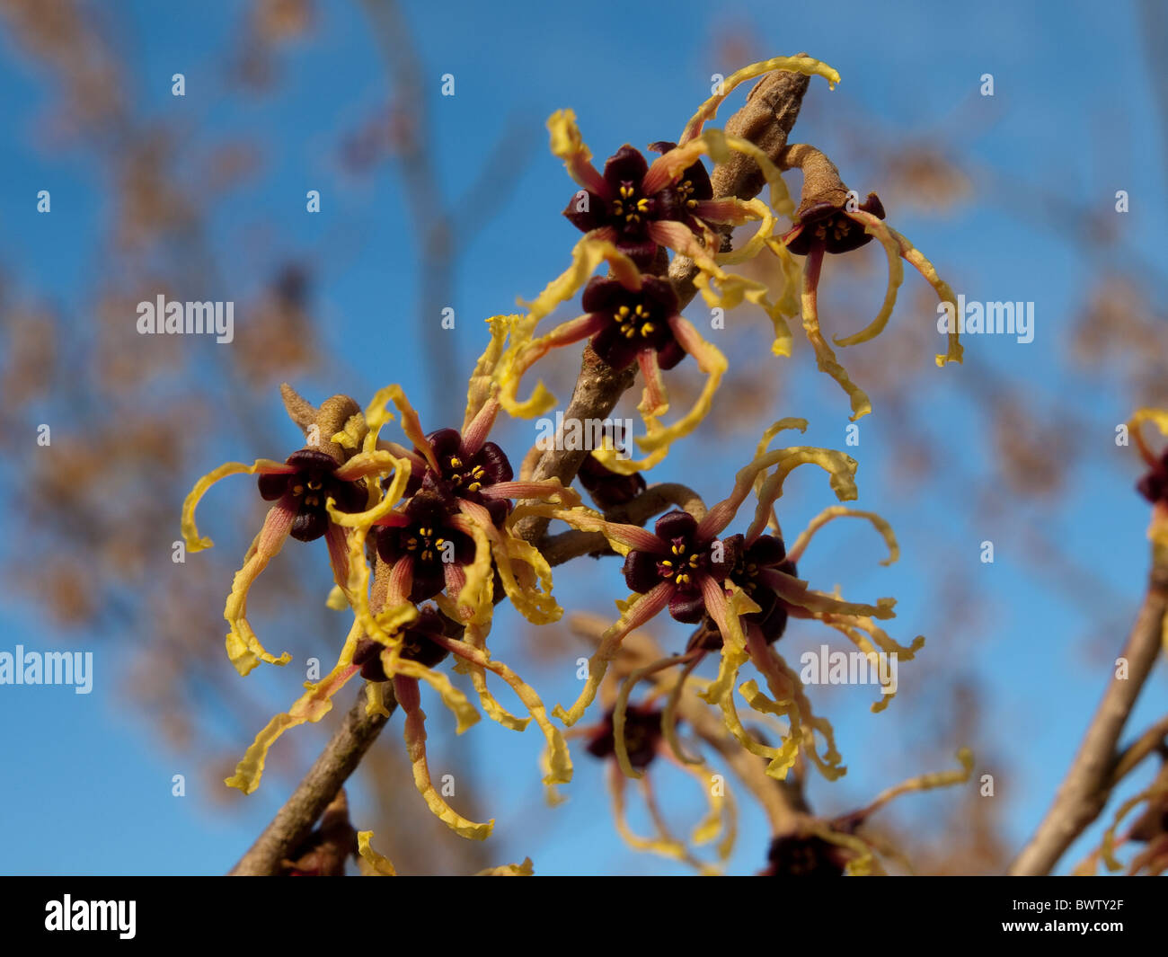 Amamelide Hamamelis 'Arnold promessa' fioritura vicino. Foto Stock