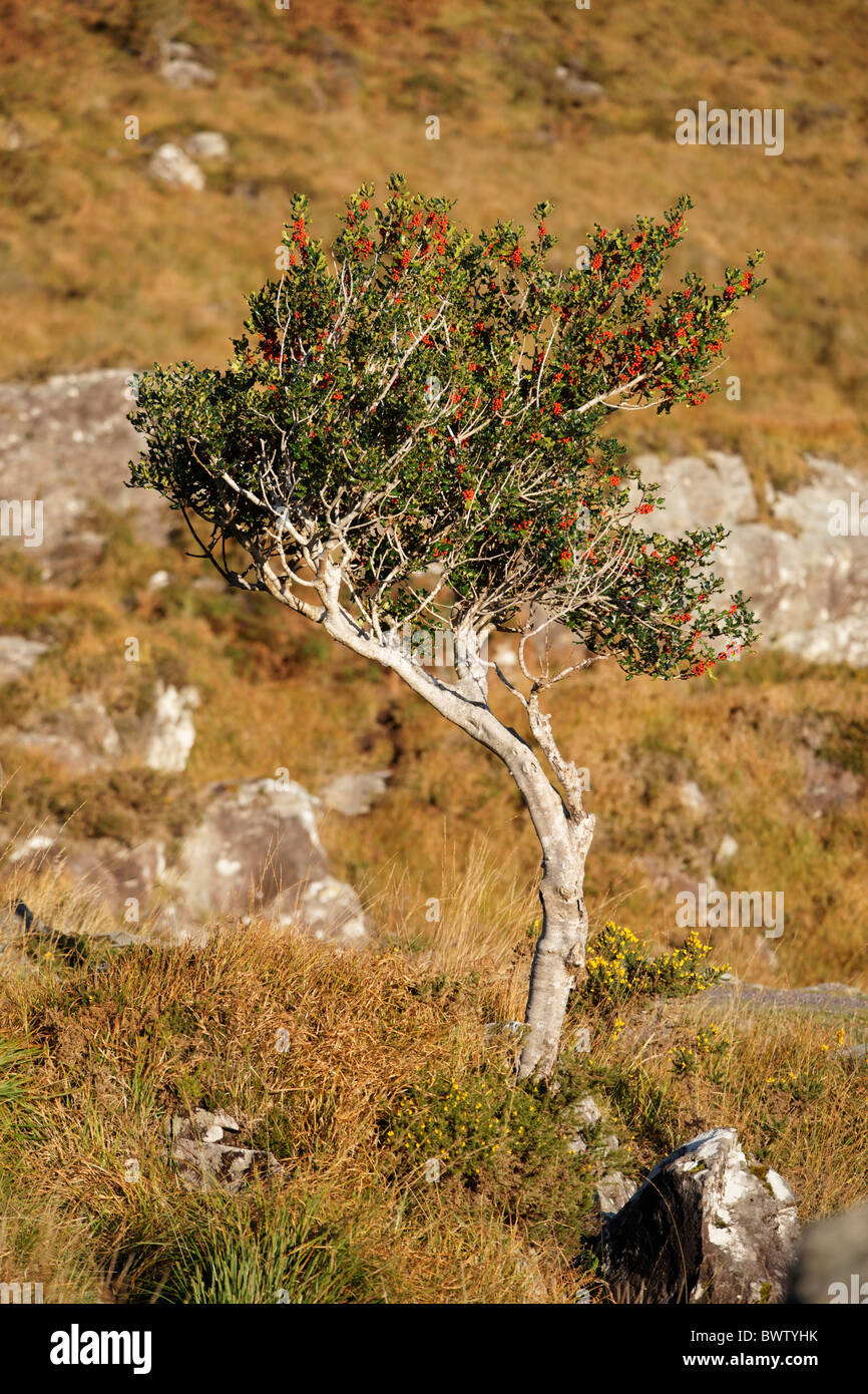 Holly Tree con bacche rosse. Parco Nazionale di Killarney, nella contea di Kerry, Irlanda Foto Stock