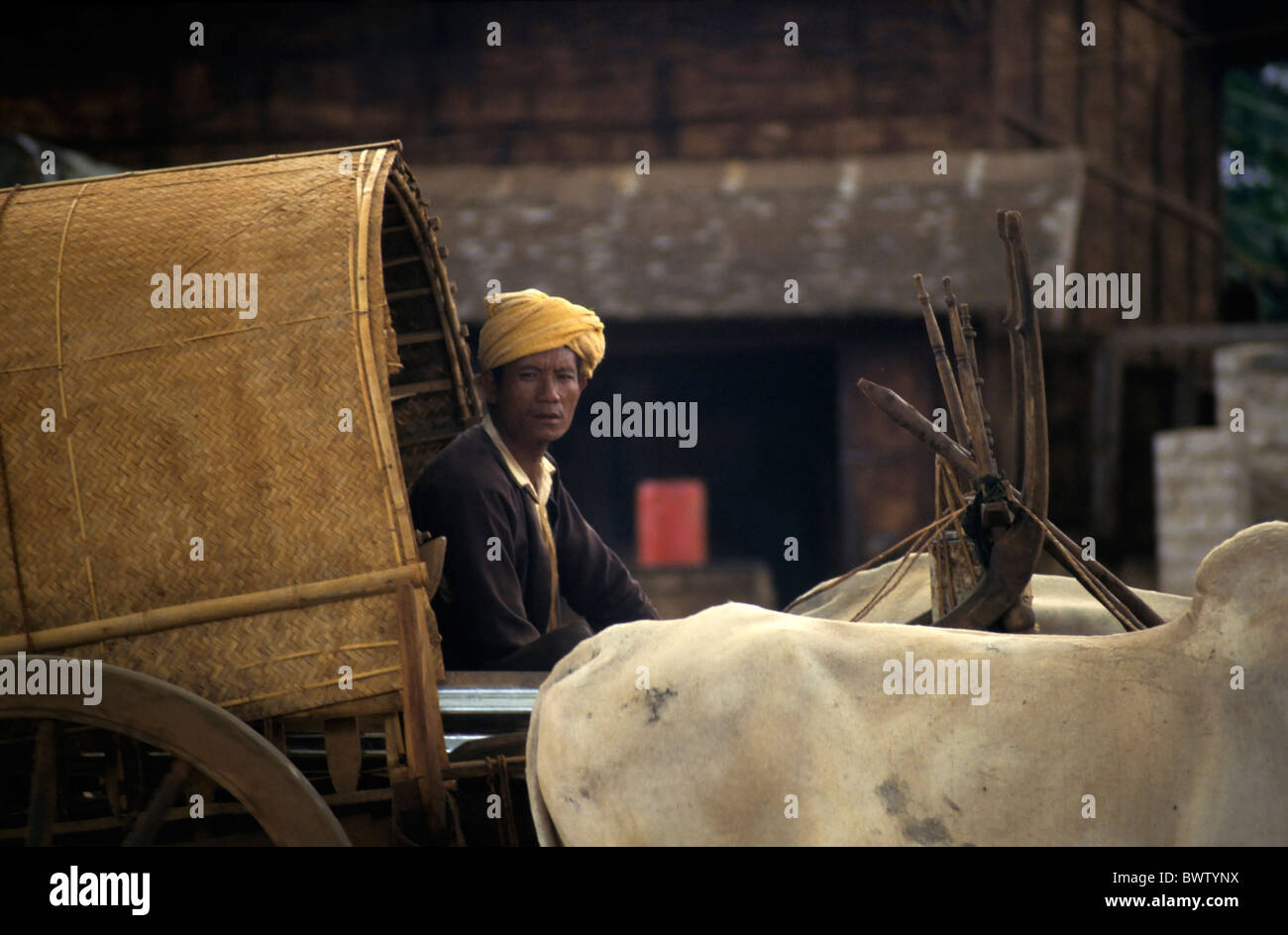 Uomo a cavallo di un carro trainato da buoi, Thazi village, la Birmania. Foto Stock