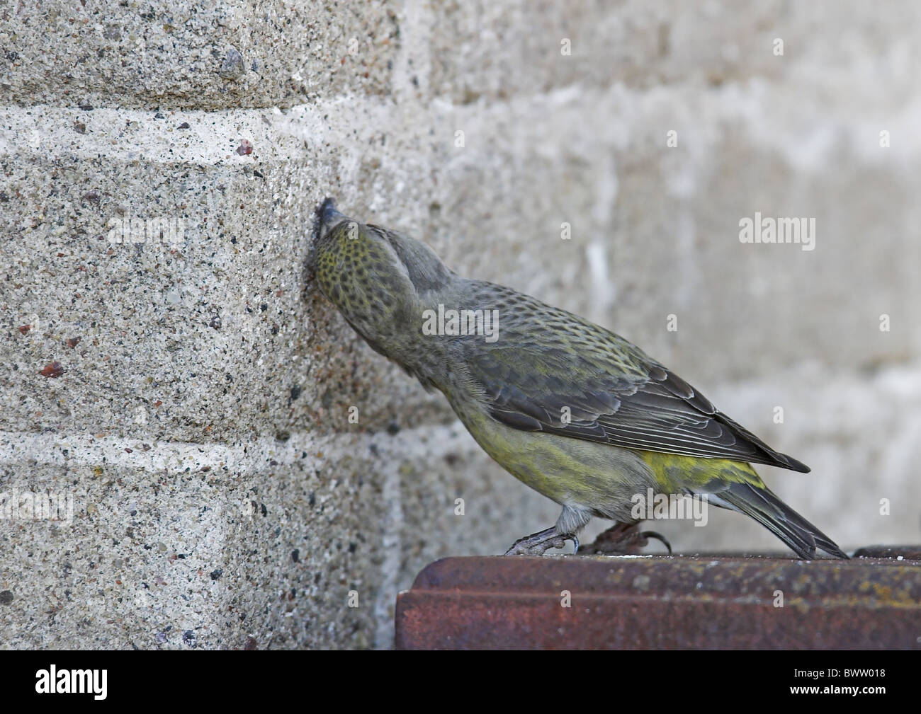 Parrot Crossbill (Loxia pytyopsittacus) femmina adulta, alimentando sul cemento per ottenere il supplemento di minerali, Northwestern Finlandia Foto Stock