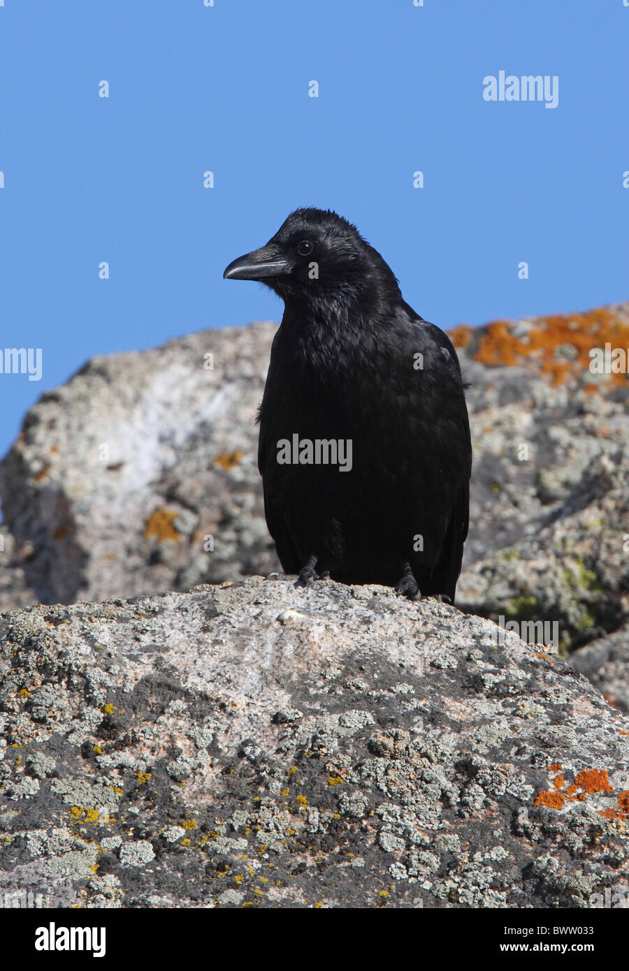 Carrion Crow (Corvus corone orientalis) adulto, appollaiato sulla roccia, Ili-Alatau N.P., Almaty, Kazakhstan, può Foto Stock