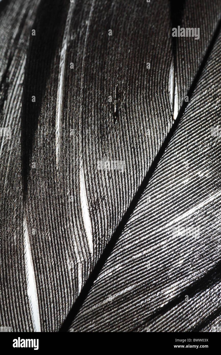 Carrion Crow (Corvus corone) close-up di piuma, POWYS, GALLES Foto Stock