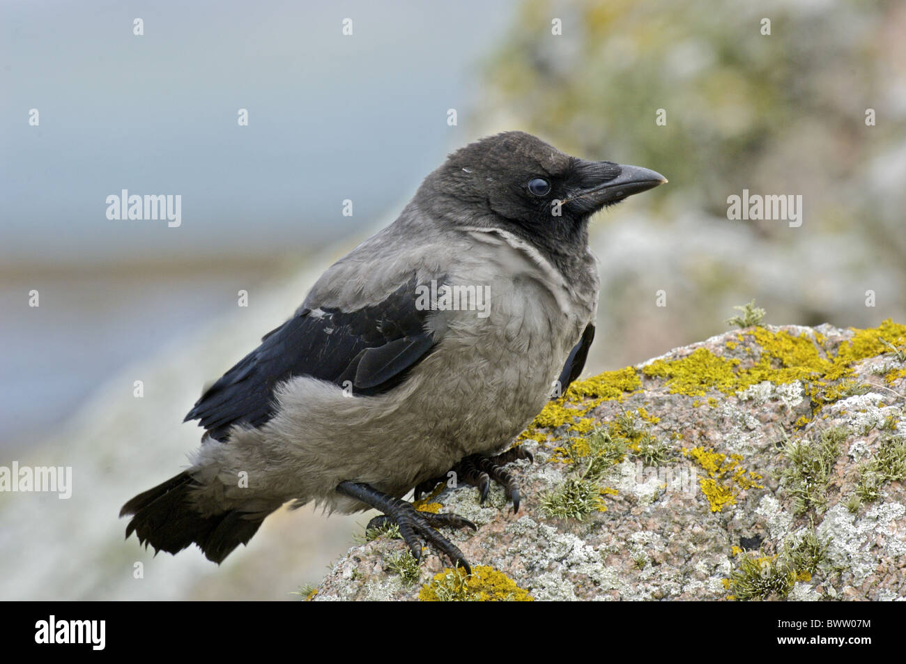 Cornacchia Mantellata (Corvus corone cornix) capretti, appollaiato sulla roccia, Tiree, Ebridi Interne, Scozia, estate Foto Stock