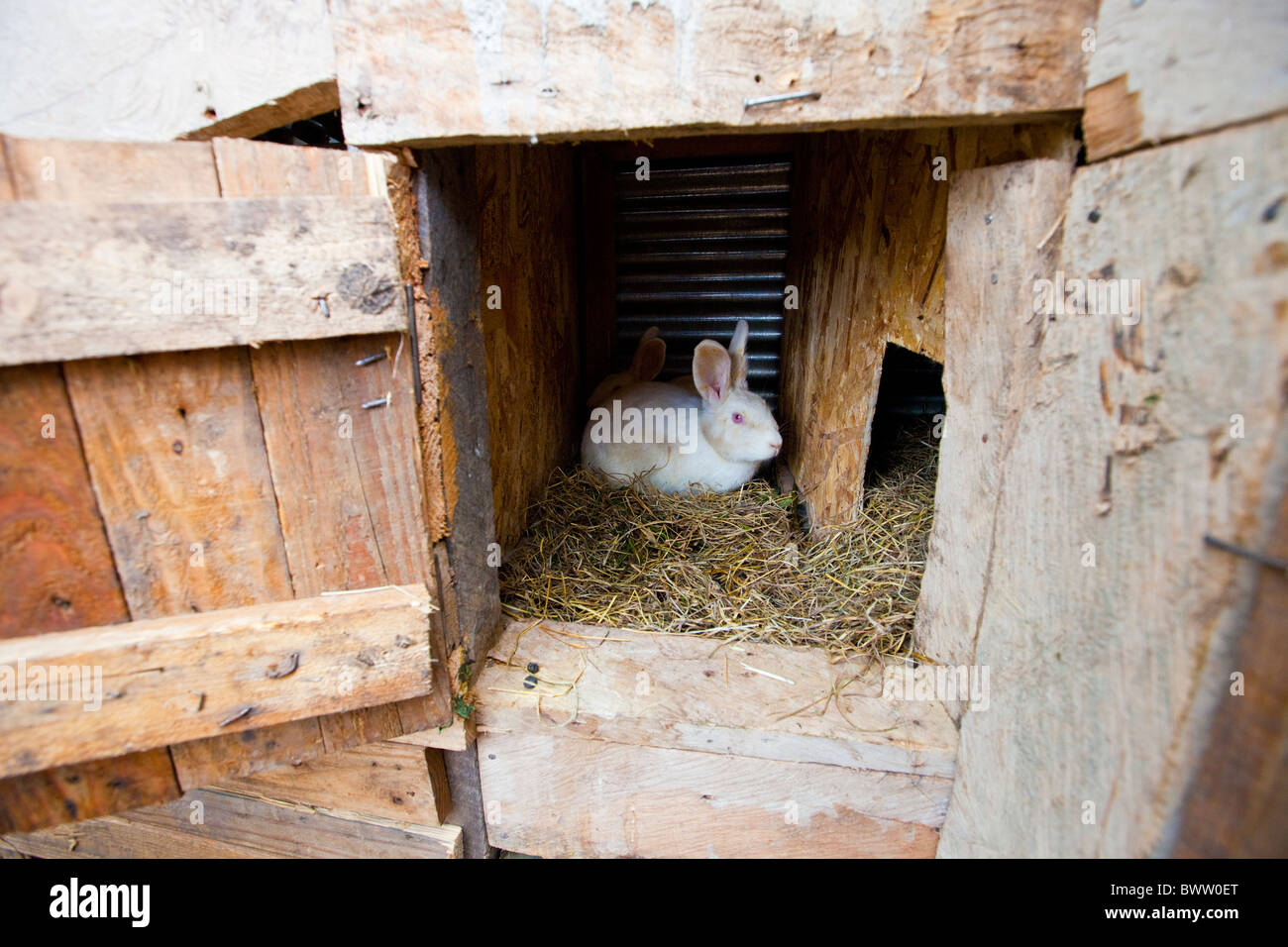 Hutches di coniglio, Maji Centro Mazuri, Nairobi, Kenia Foto Stock