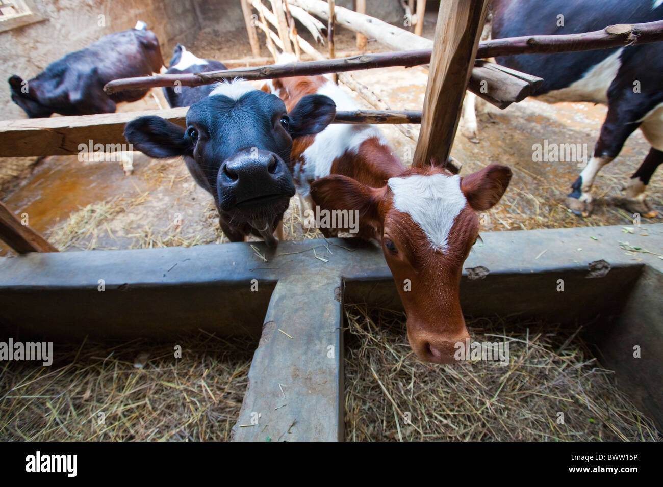 Vitelli di alimentazione (ONG keniota) Maji Centro Mazuri, Nairobi, Kenia Foto Stock