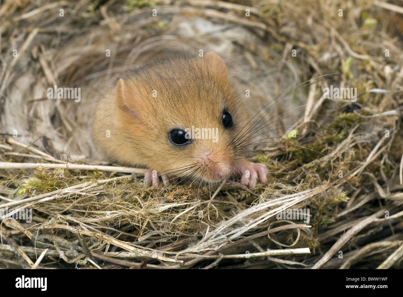 Ghiro ghiro mouse topi roditori roditore mammifero animale Mammiferi animali " Hazel ghiro" "hazel ghiri' Europa unione Foto Stock