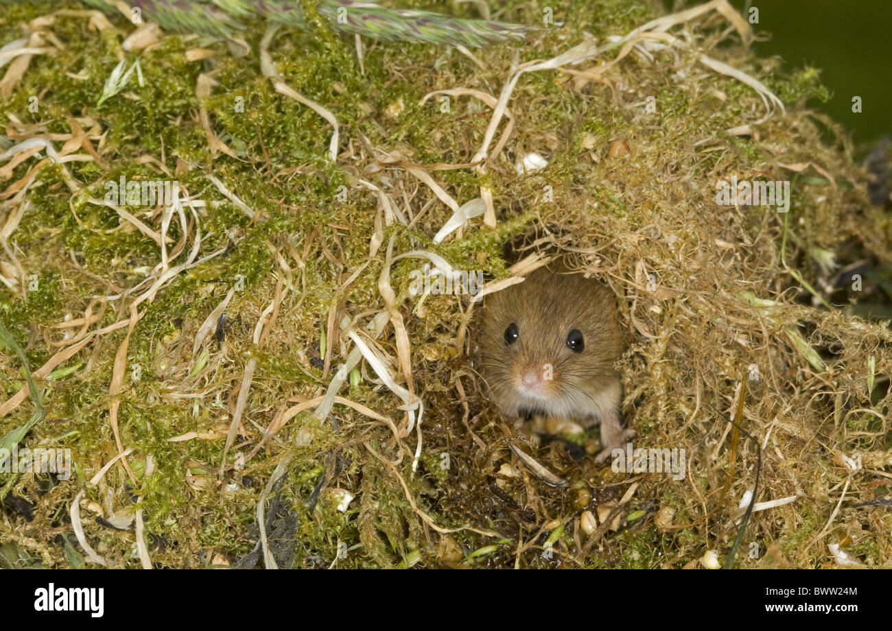 Harvest Mouse Micromys minutus adulto il peering da Foto Stock