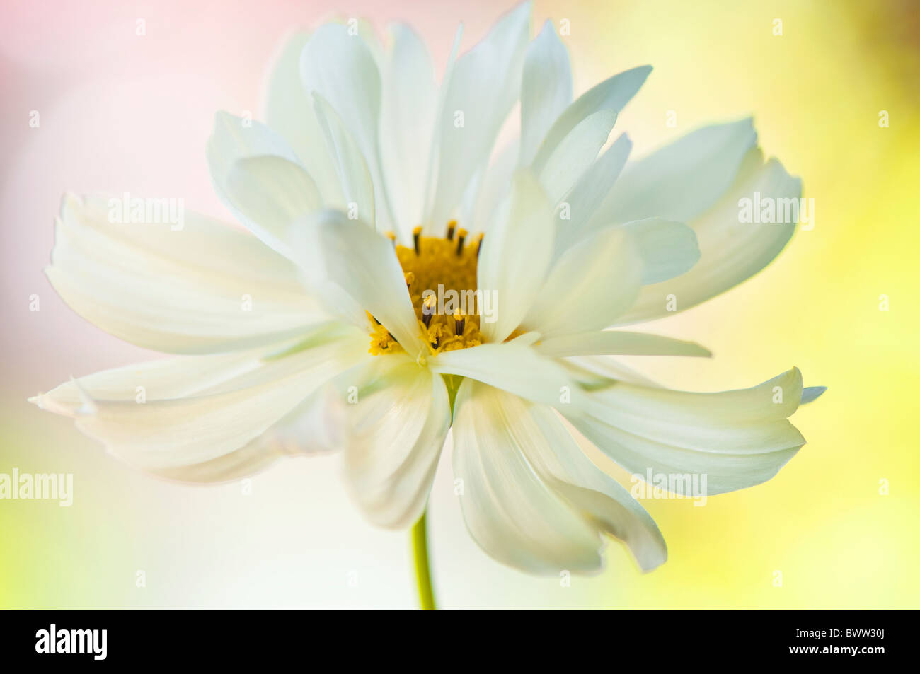 Un unico Cosmo Bianco fiore 'Psiche bianco" - Bipinnatus Cosmea Foto Stock Un unico Cosmo Bianco fiore 'Psiche bianco" - Bipinnatus Cosmea Foto Stock