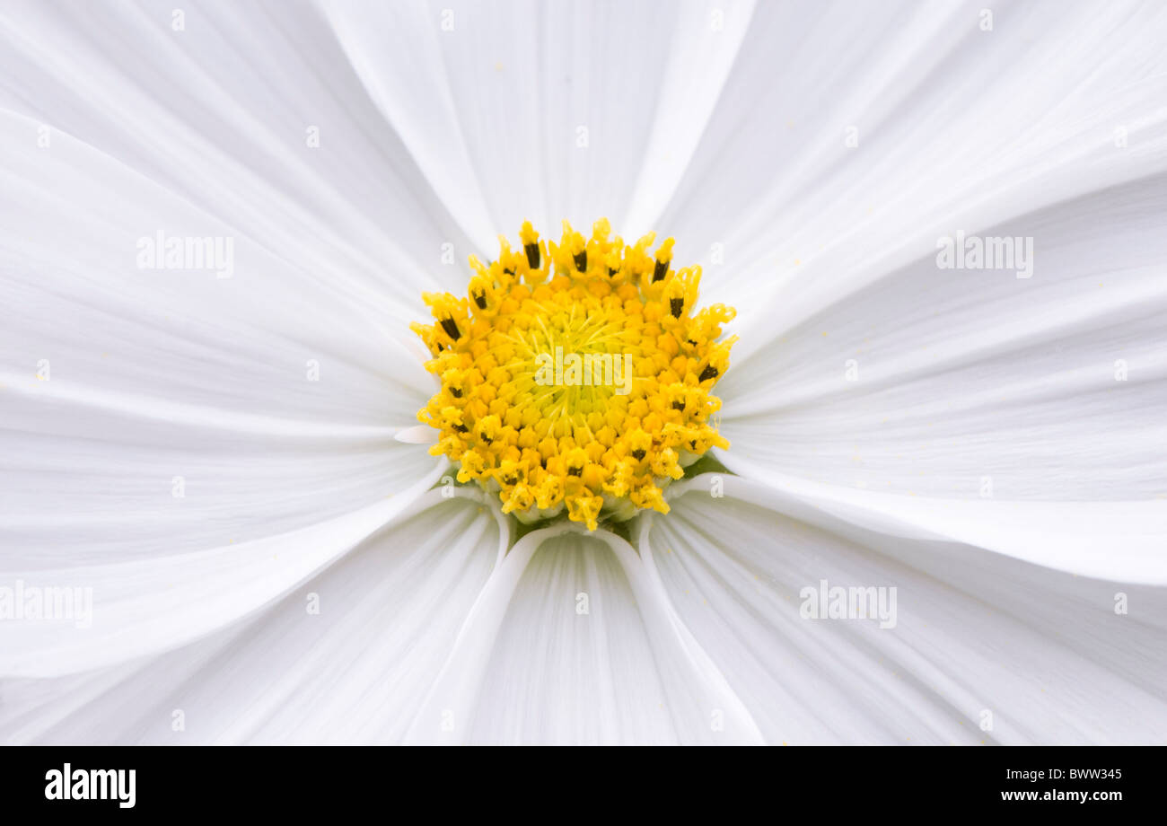Un unico Cosmo Bianco fiore 'Psiche bianco" - Bipinnatus Cosmea Foto Stock Un unico Cosmo Bianco fiore 'Psiche bianco" - Bipinnatus Cosmea Foto Stock