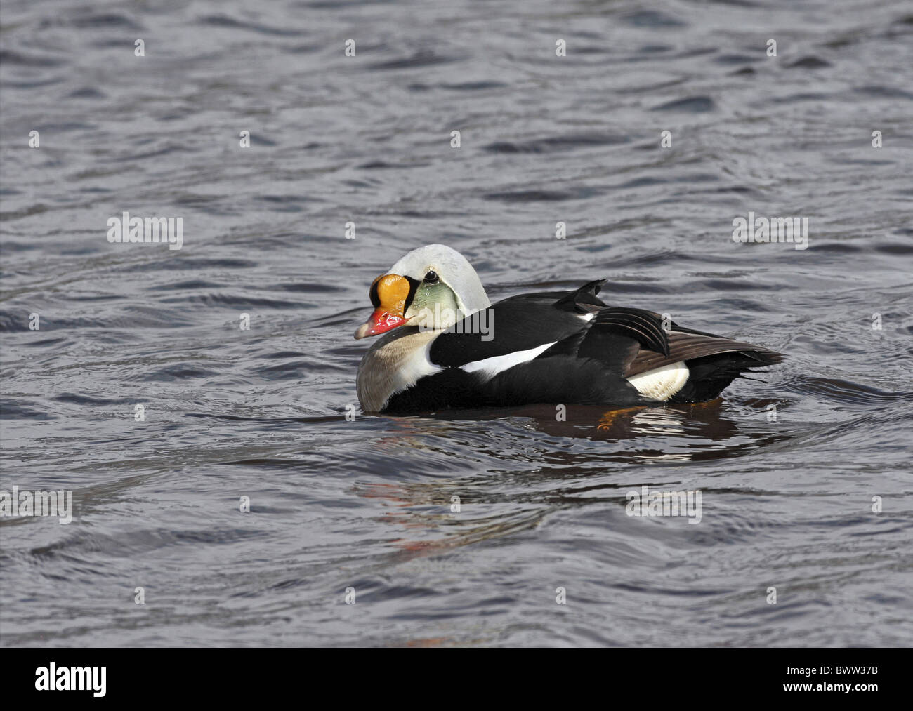 Re Eider (Somateria spectabilis) maschio adulto, piscina di acqua dolce tundra pond, Spitsbergen, Svalbard, giugno Foto Stock