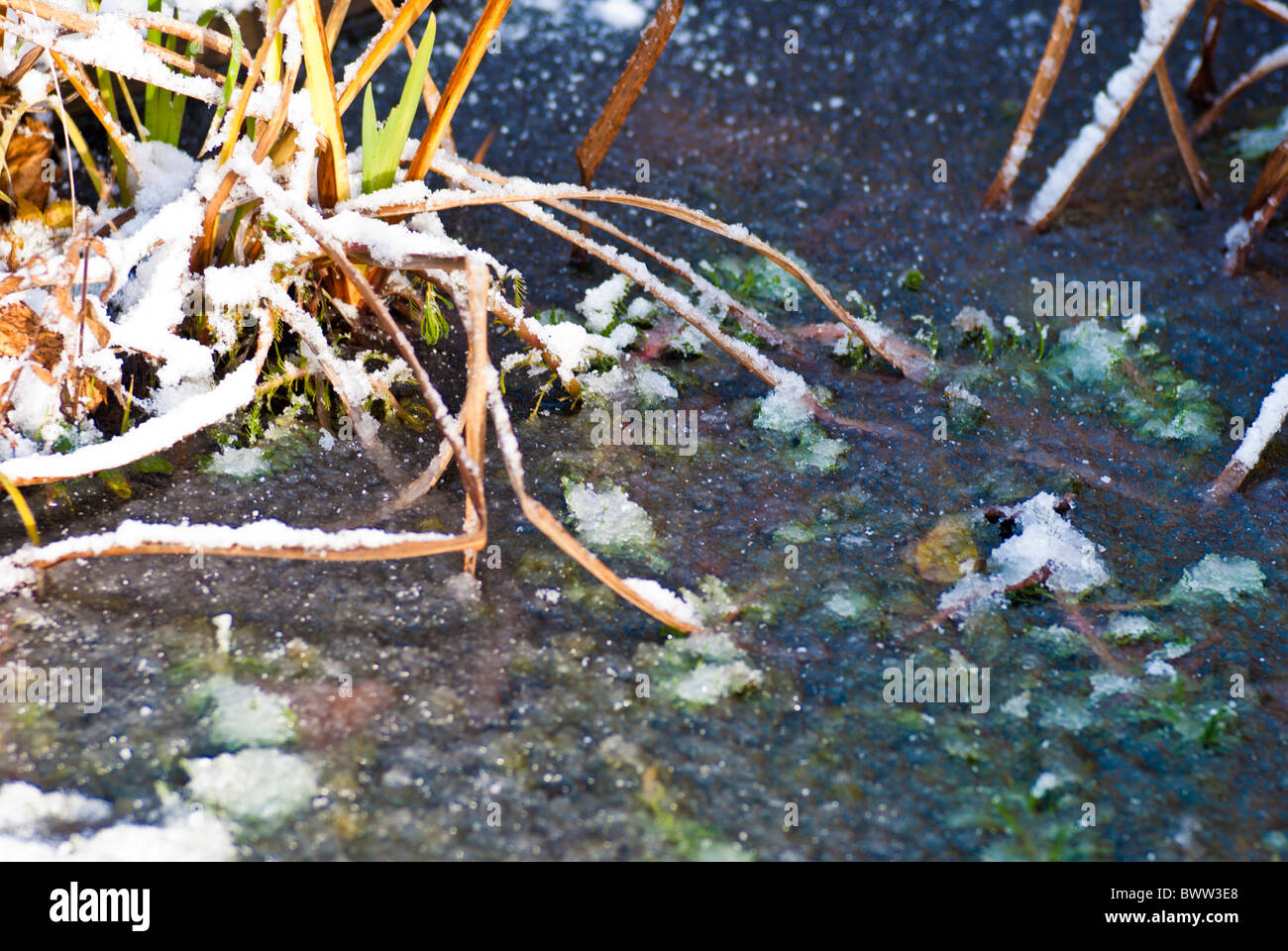 Congelati del laghetto in giardino Foto Stock