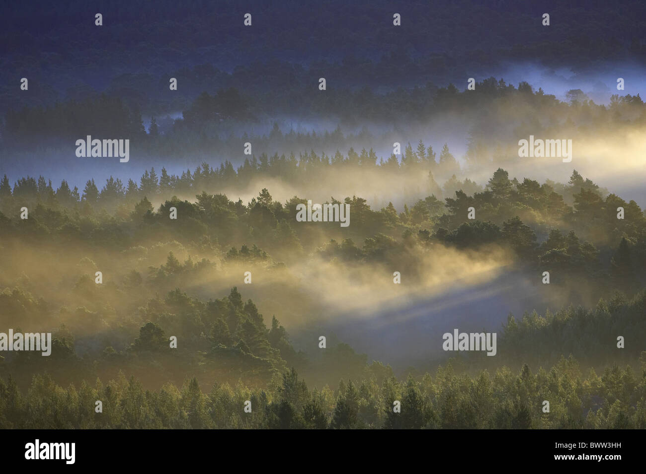 Di Pino silvestre (Pinus sylvestris) foresta nella nebbia all'alba, Caledonian foresta, Rothiemurchus foresta, Cairngorms N.P., altopiani, Foto Stock