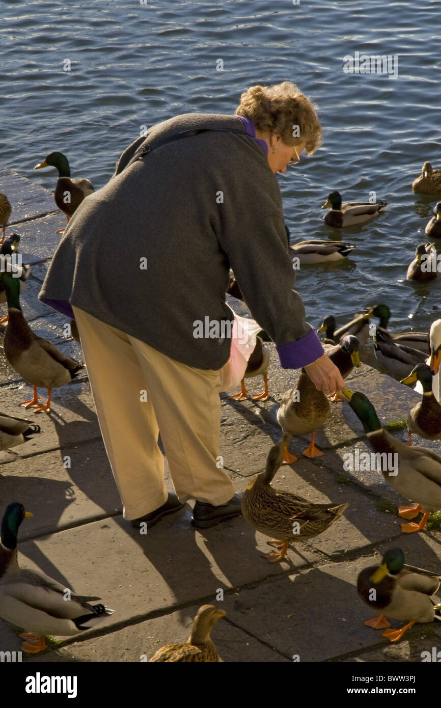 Mallard Duck (Anas platyrhynchos) gregge, essendo alimentato donna, il Riverbank in città, Wareham Dorset, Inghilterra, novembre Foto Stock Mallard Duck (Anas platyrhynchos) gregge, essendo alimentato donna, il Riverbank in città, Wareham Dorset, Inghilterra, novembre Foto Stock