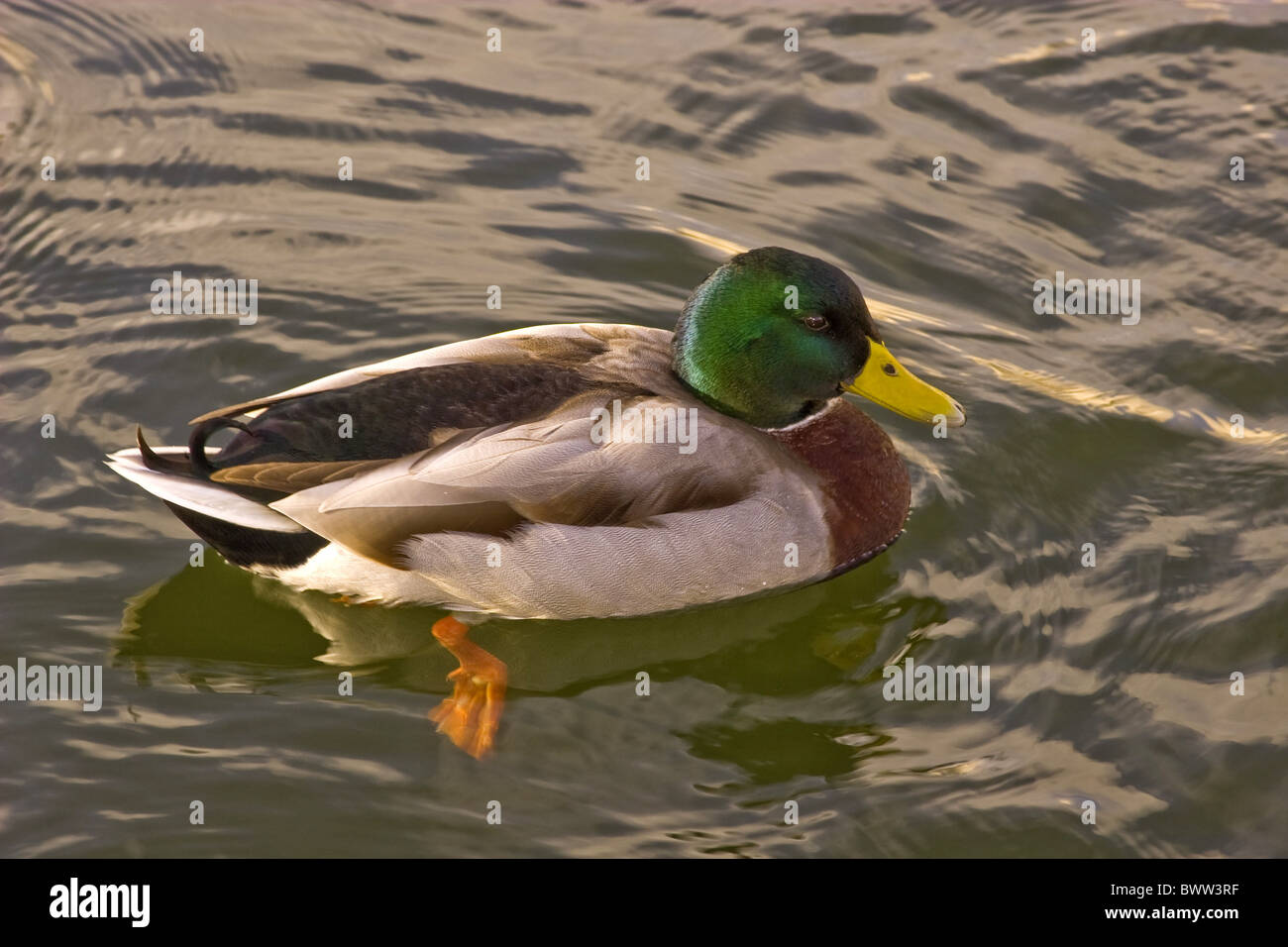 Mallard Duck (Anas platyrhynchos) maschio adulto, canoa sul fiume, Wareham Dorset, Inghilterra, novembre Foto Stock Mallard Duck (Anas platyrhynchos) maschio adulto, canoa sul fiume, Wareham Dorset, Inghilterra, novembre Foto Stock