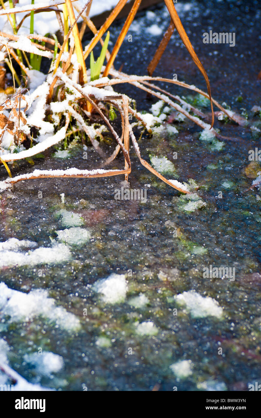 Congelati del laghetto in giardino Foto Stock