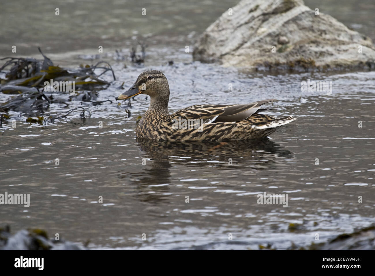 Mallard Duck (Anas platyrhynchos) femmina adulta, nuoto in mare, Lulworth, Dorset, Inghilterra, marzo Foto Stock Mallard Duck (Anas platyrhynchos) femmina adulta, nuoto in mare, Lulworth, Dorset, Inghilterra, marzo Foto Stock