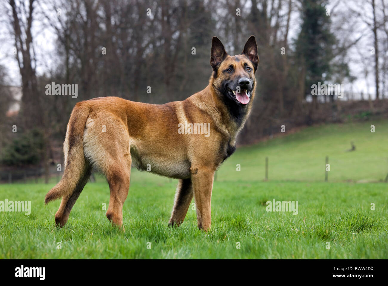 Pastore belga cane / Malinois (Canis lupus familiaris) in campo, Belgio Foto Stock