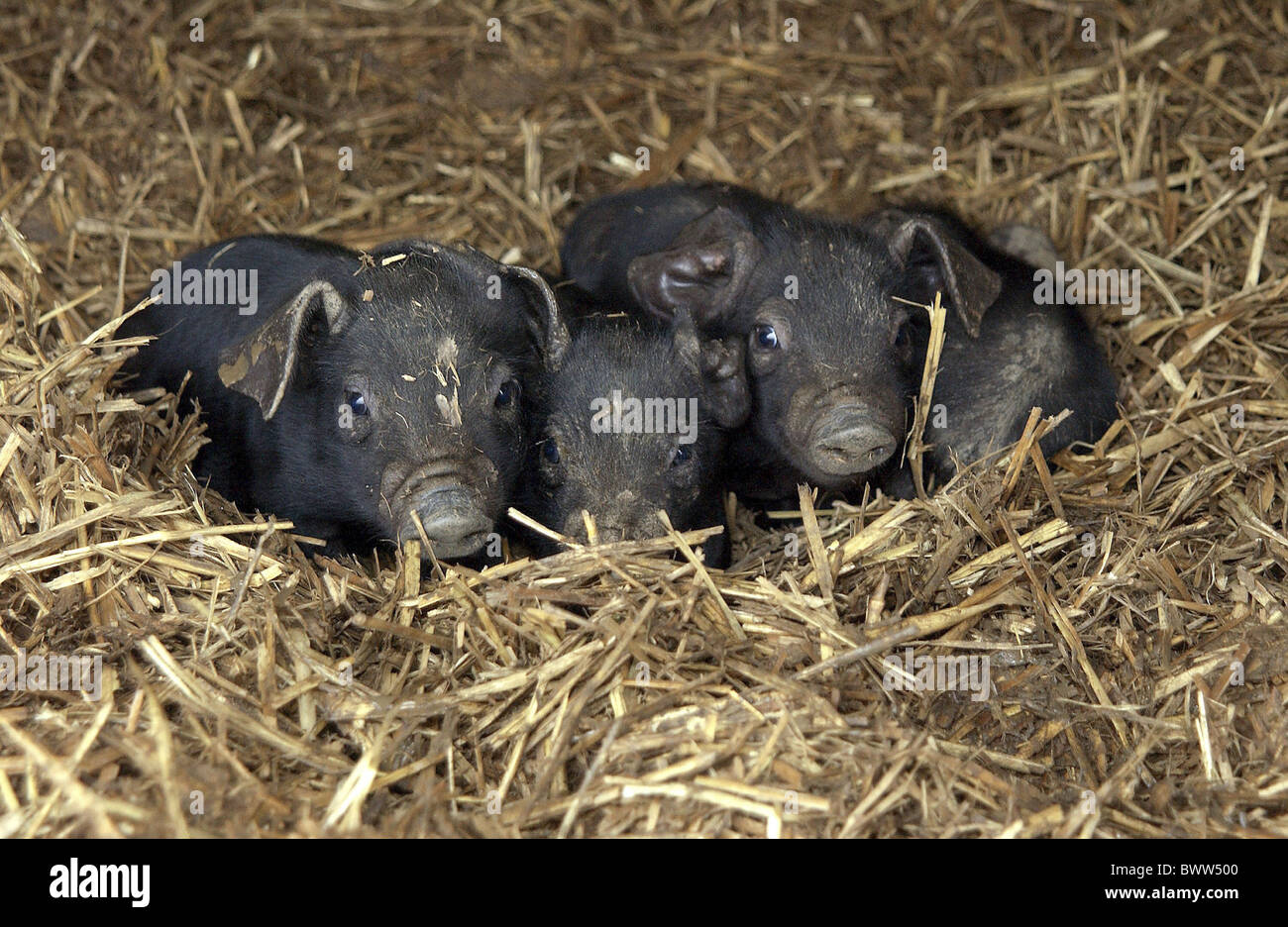 Suini domestici Suini agriturismo fattorie agricole gli onnivori omnivore mammifero mammiferi animali animali allevamento razze di razza "grandi" nero Foto Stock