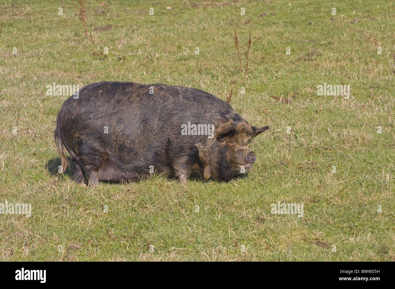 Suini Domestici Maiali Addomesticati Farm Omnivore Gli Onnivori Mammifero Mammiferi Animali Animali Animali Pot Pancia Panciuta Foto Stock Alamy