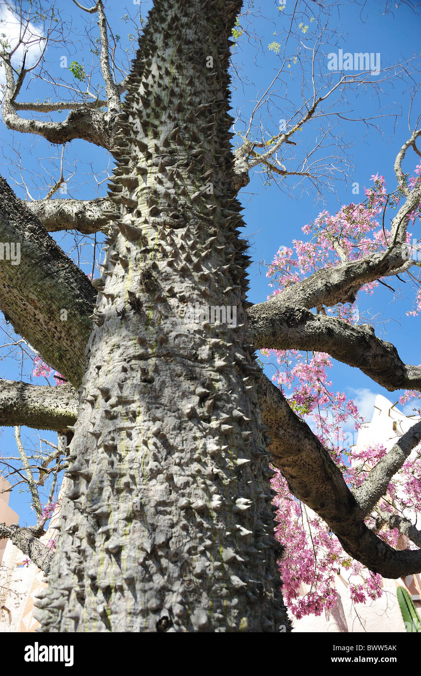 Il filo interdentale in seta struttura ad albero Ceiba speciosa. Foto Stock