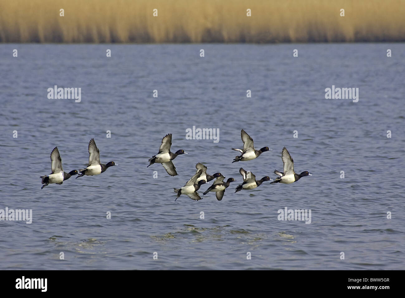 Moretta (Aythya fuligula) adulti maschi, gregge in volo su acqua, Abbotsbury, Dorset, Inghilterra, molla Foto Stock Moretta (Aythya fuligula) adulti maschi, gregge in volo su acqua, Abbotsbury, Dorset, Inghilterra, molla Foto Stock