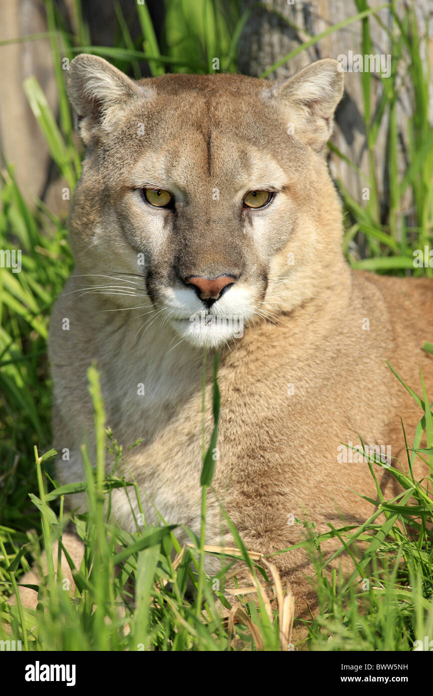 Puma gatto cheap