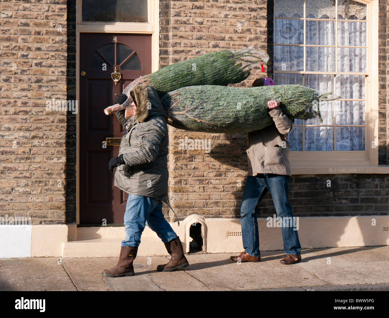 Due uomini che trasportano gli alberi di Natale in Gran Bretagna Foto Stock